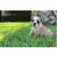 Englisch Bulldoggen welpen, Englische Bulldogge - Hündin