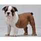 Englisch Stier Hund Welpen zur Annahme Ich ha - Rüde
