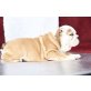 Englische Bulldogge , Englische Bulldogge - Hündin