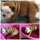 Englische Bulldogge, Englische Bulldogge - Rüde