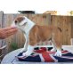 Englische Bulldogge, Englische Bulldogge - Rüde
