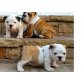 Englische Bulldogge, Englische Bulldogge - Rüde