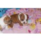 Englische Bulldogge, Englische Bulldogge - Rüde