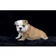 Englische Bulldogge, Englische Bulldogge - Rüde