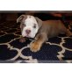 Englische Bulldogge, Englische Bulldogge - Rüde