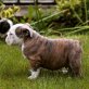 Englische Bulldogge, Englische Bulldogge - Rüde