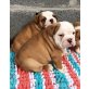 Englische Bulldogge , Englische Bulldogge - Rüde