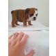 Englische Bulldogge, Englische Bulldogge - Rüde