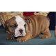 Englische Bulldogge Für Annahme, Englische Bulldogge - Rüde