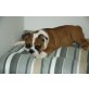 Englische Bulldogge - Hündin