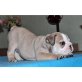 Englische Bulldogge - Hündin