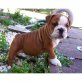Englische Bulldogge - Hündin