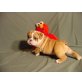 Englische Bulldogge - Hündin