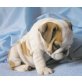 Englische Bulldogge - Hündin