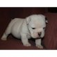 Englische Bulldogge - Hündin