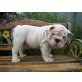 Englische Bulldogge - Hündin