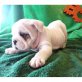 Englische Bulldogge - Hündin