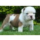 Englische Bulldogge - Hündin