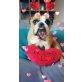 Englische Bulldogge - Hündin