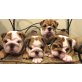 Englische Bulldogge - Hündin