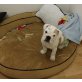 Englische Bulldogge - Hündin