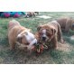 Englische Bulldogge - Hündin