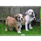 Englische Bulldogge - Hündin