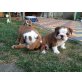 Englische Bulldogge - Hündin