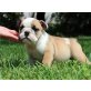 Englische Bulldogge - Hündin
