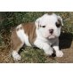 Englische Bulldogge - Hündin