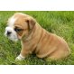 Englische Bulldogge - Hündin
