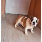 Englische Bulldogge - Hündin