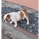 Englische Bulldogge - Hündin