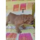 Englische Bulldogge - Hündin