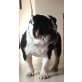 Englische Bulldogge - Rüde