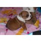 Englische Bulldogge - Rüde