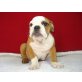 Englische Bulldogge - Rüde