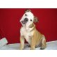 Englische Bulldogge - Rüde