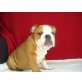 Englische Bulldogge - Rüde