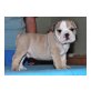 Englische Bulldogge - Rüde