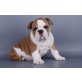 Englische Bulldogge - Rüde