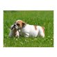 Englische Bulldogge - Rüde