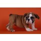 Englische Bulldogge - Rüde
