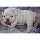 Englische Bulldogge - Rüde