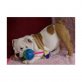 Englische Bulldogge - Rüde