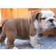 Englische Bulldogge - Rüde