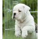 Englische Bulldogge - Rüde