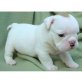 Englische Bulldogge - Rüde