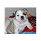 Englische Bulldogge - Rüde