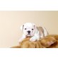 Englische Bulldogge - Rüde